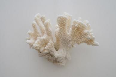 <img class='new_mark_img1' src='https://img.shop-pro.jp/img/new/icons8.gif' style='border:none;display:inline;margin:0px;padding:0px;width:auto;' />Cat's Paw Coral 02