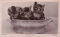 スープポットの中の可愛い子猫たち