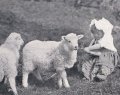 Carte postale ancienne＊羊と遊ぶ小さな女の子