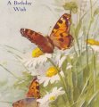 Carte postale ancienne＊マーガレットに集まる蝶々