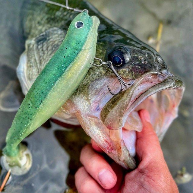 E'vil shad FINAL WEAPON三点　未発売ワーム FINAL WEAPON × HONEYSPOT/E' vil Shad [#DAZZLE SHAD] - HONEYSPOT