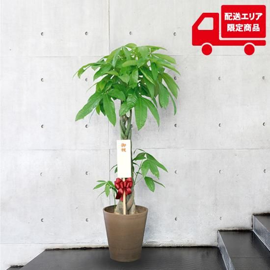 ちきりやガーデン 鉢物 観葉植物 パキラ10号鉢