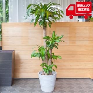 大型観葉植物 9号鉢以上 Green Flower Gift ちきりやガーデン 大型観葉植物 9号鉢以上 Green Flower Gift ちきりやガーデン