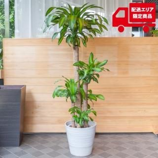 大型観葉植物 9号鉢以上 Green Flower Gift ちきりやガーデン