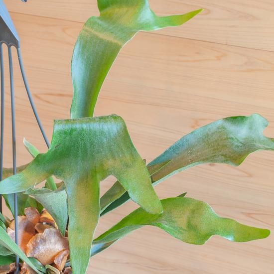 鉢物・観葉植物（ハンギング） ビカクシダ（コウモリラン）