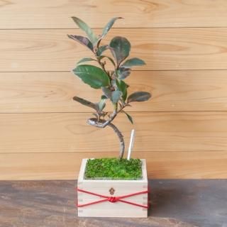 <img class='new_mark_img1' src='https://img.shop-pro.jp/img/new/icons3.gif' style='border:none;display:inline;margin:0px;padding:0px;width:auto;' />ƴա쾣եӡ