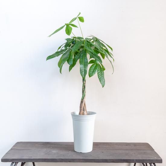 <img class='new_mark_img1' src='https://img.shop-pro.jp/img/new/icons2.gif' style='border:none;display:inline;margin:0px;padding:0px;width:auto;' />ȭʪտʪѥ