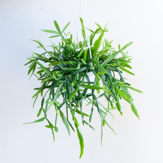 【専用】リプサリス✳︎さま 鉢物・観葉植物 リプサリス・ラウヒオルム