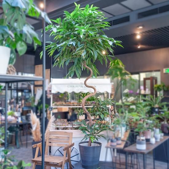 現品限り】観葉植物 フィカス・アムステルダム