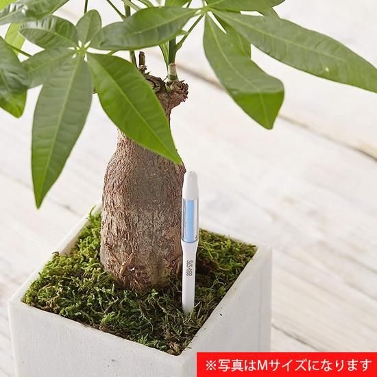 龍【石井盆栽】リバースグリーン 活力剤 ペレットタイプ(10㎏) 龍【石井盆栽】リバースグリーン 活力剤 ペレットタイプ(10