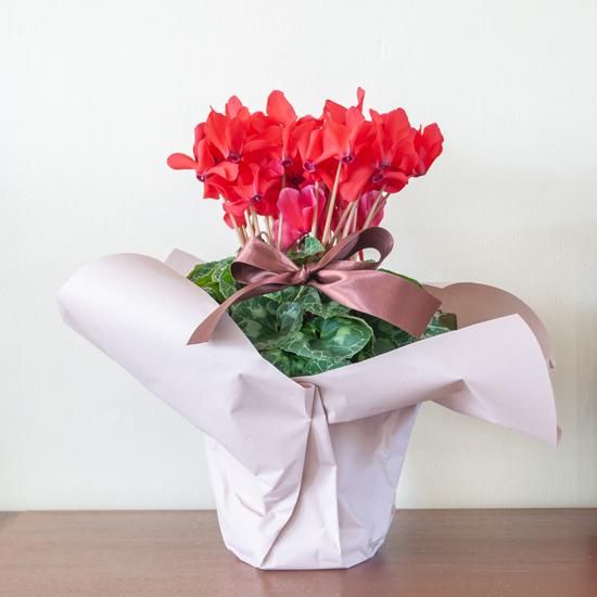 <img class='new_mark_img1' src='https://img.shop-pro.jp/img/new/icons1.gif' style='border:none;display:inline;margin:0px;padding:0px;width:auto;' />ڥ󥿡եȡȭʪ å