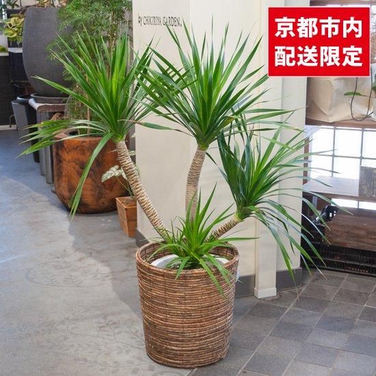 鉢物・観葉植物 ドラセナ・カンボジアーナ（SUINA展示商品）