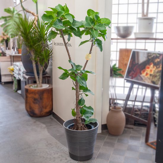 鉢物・観葉植物 フィカス・アフリカンプリンス