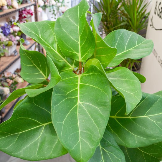 鉢物・観葉植物 フィカス・アフリカンプリンス