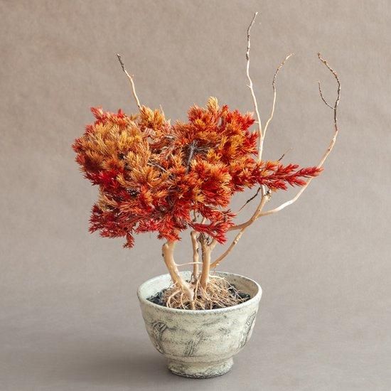 ちきりやガーデン】ドライ盆栽