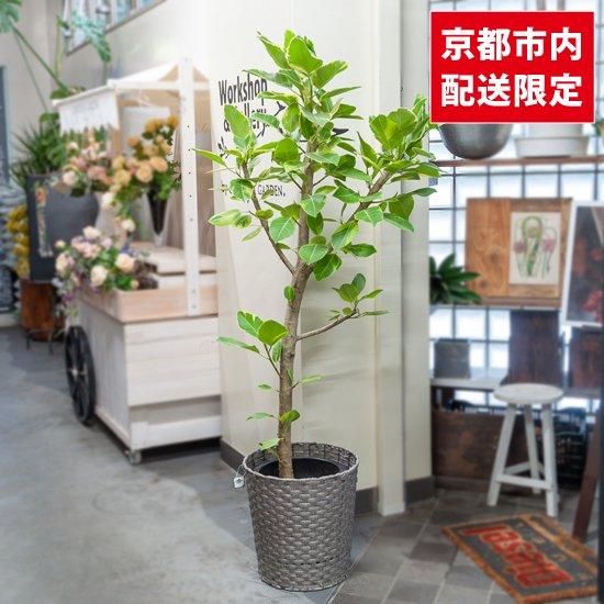 植木鉢（樹脂・FRP製）,13号～15号（直径39～47㎝）植木鉢と植物のガーデニング通販サイトライフ・エコ