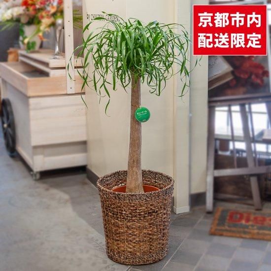 ポニーテールトックリラン植物 観葉植物 トックリラン ポニーテール 10号 ウッドプランター