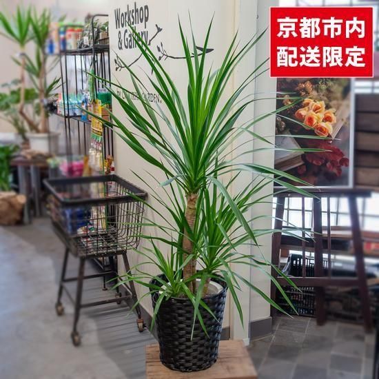 鉢物・観葉植物 ドラセナ・カンボジアーナ