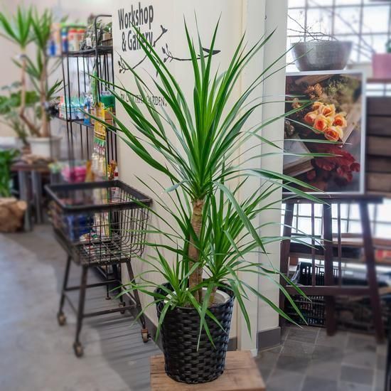 鉢物・観葉植物 ドラセナ・カンボジアーナ