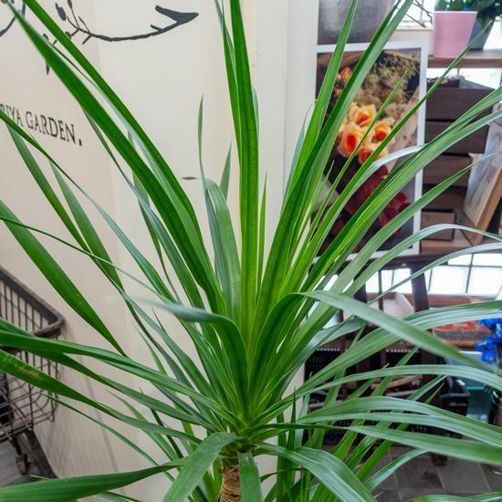 鉢物・観葉植物 ドラセナ・カンボジアーナ