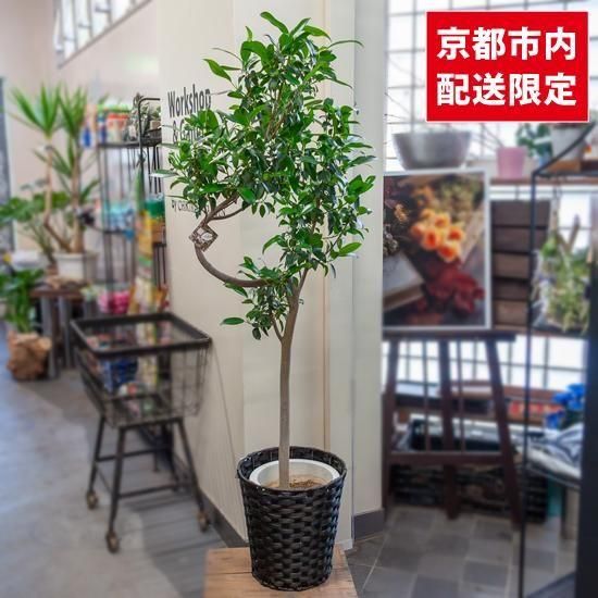 あ*な様 月末迄 フィカス ジャンボリーフ 大株 朴仕立て ゴムの木