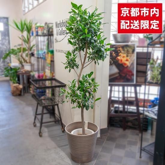 大型観葉植物《9号鉢以上》 - Green＆Flower Gift ちきりや