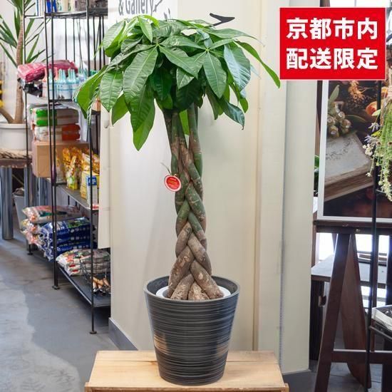 <img class='new_mark_img1' src='https://img.shop-pro.jp/img/new/icons2.gif' style='border:none;display:inline;margin:0px;padding:0px;width:auto;' />ȭʪտʪѥSUINAŸʡ