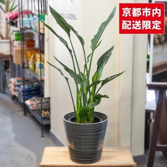 <img class='new_mark_img1' src='https://img.shop-pro.jp/img/new/icons3.gif' style='border:none;display:inline;margin:0px;padding:0px;width:auto;' />ȭʪտʪSUINAŸʡ