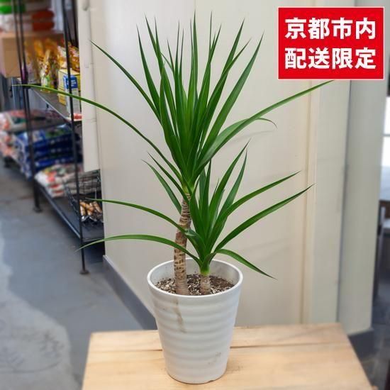 <img class='new_mark_img1' src='https://img.shop-pro.jp/img/new/icons2.gif' style='border:none;display:inline;margin:0px;padding:0px;width:auto;' />ȭʪտʪɥ饻ʡܥʡSUINAŸʡ