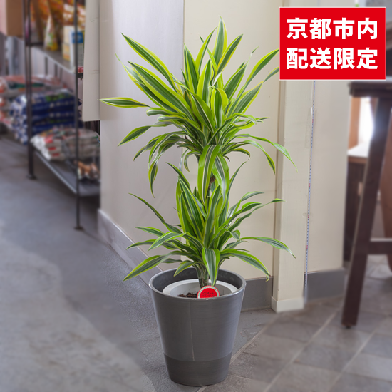 <img class='new_mark_img1' src='https://img.shop-pro.jp/img/new/icons2.gif' style='border:none;display:inline;margin:0px;padding:0px;width:auto;' />ȭʪտʪɥ饻ʡͥå饤SUINAŸʡ