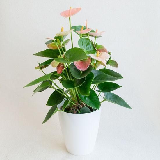 <img class='new_mark_img1' src='https://img.shop-pro.jp/img/new/icons2.gif' style='border:none;display:inline;margin:0px;padding:0px;width:auto;' />ڥޡեȡȭʪտʪ󥹥ꥦ