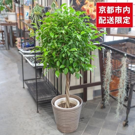 <img class='new_mark_img1' src='https://img.shop-pro.jp/img/new/icons2.gif' style='border:none;display:inline;margin:0px;padding:0px;width:auto;' />ȭʪտʪե٥󥸥ߥSUINAŸʡ