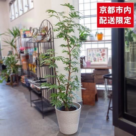 <img class='new_mark_img1' src='https://img.shop-pro.jp/img/new/icons2.gif' style='border:none;display:inline;margin:0px;padding:0px;width:auto;' />ȭʪտʪСեå