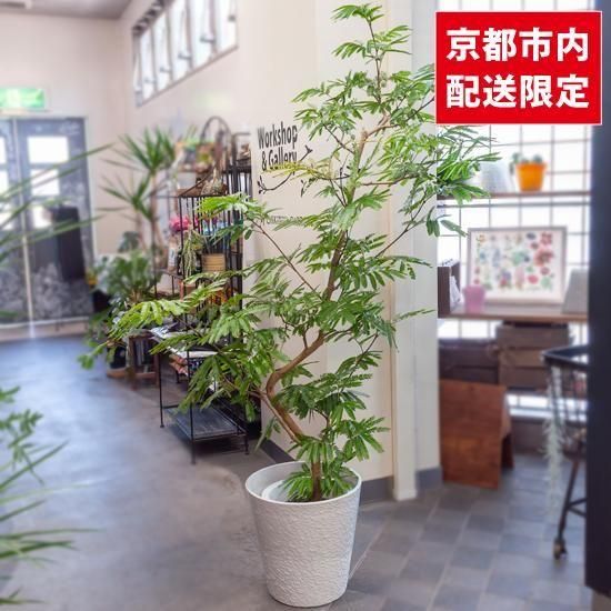 <img class='new_mark_img1' src='https://img.shop-pro.jp/img/new/icons2.gif' style='border:none;display:inline;margin:0px;padding:0px;width:auto;' />ȭʪտʪСեå