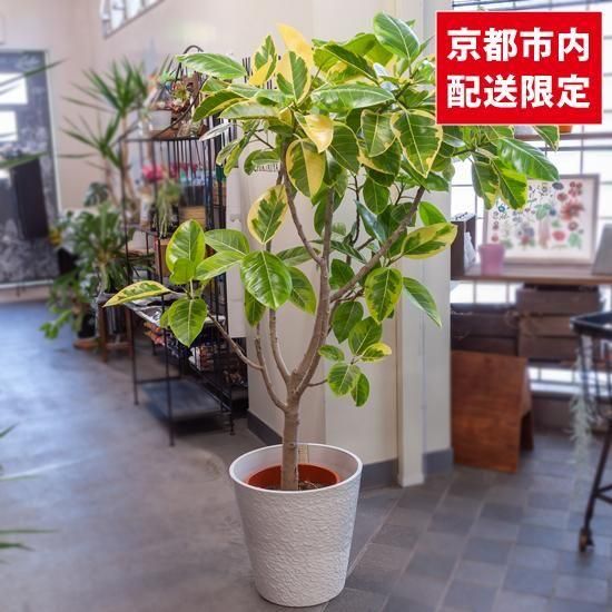 <img class='new_mark_img1' src='https://img.shop-pro.jp/img/new/icons2.gif' style='border:none;display:inline;margin:0px;padding:0px;width:auto;' />ȭʪտʪƥޥ