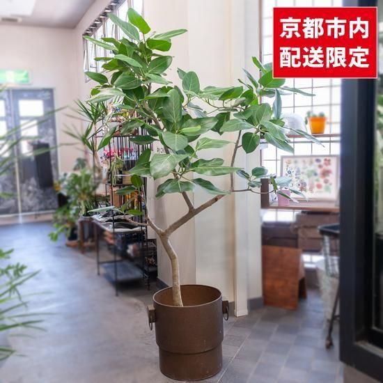 <img class='new_mark_img1' src='https://img.shop-pro.jp/img/new/icons2.gif' style='border:none;display:inline;margin:0px;padding:0px;width:auto;' />ȭʪտʪե٥󥬥󥷥