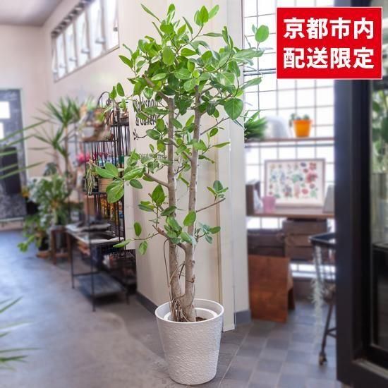 <img class='new_mark_img1' src='https://img.shop-pro.jp/img/new/icons2.gif' style='border:none;display:inline;margin:0px;padding:0px;width:auto;' />ȭʪտʪե٥󥬥󥷥