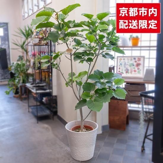 <img class='new_mark_img1' src='https://img.shop-pro.jp/img/new/icons2.gif' style='border:none;display:inline;margin:0px;padding:0px;width:auto;' />ȭʪտʪե٥顼