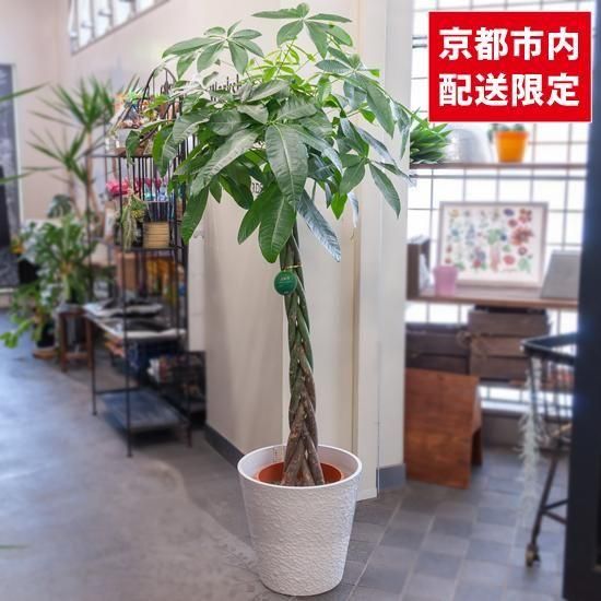 <img class='new_mark_img1' src='https://img.shop-pro.jp/img/new/icons3.gif' style='border:none;display:inline;margin:0px;padding:0px;width:auto;' />ȭʪտʪѥ