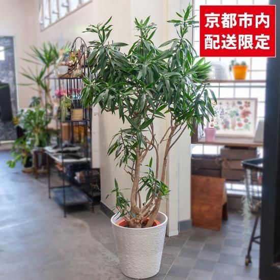 <img class='new_mark_img1' src='https://img.shop-pro.jp/img/new/icons2.gif' style='border:none;display:inline;margin:0px;padding:0px;width:auto;' />ȭʪտʪɥ饻ʡ󥰡֡ޥ