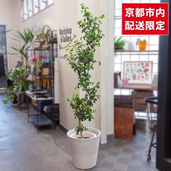 大型観葉植物《9号鉢以上》 - Green＆Flower Gift ちきりやガーデン