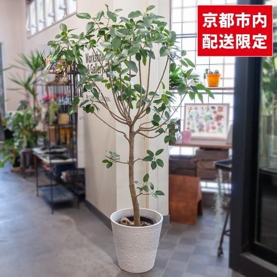<img class='new_mark_img1' src='https://img.shop-pro.jp/img/new/icons2.gif' style='border:none;display:inline;margin:0px;padding:0px;width:auto;' />ȭʪտʪեե󥹥