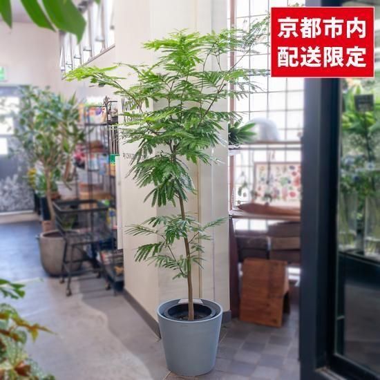 大型インテリア観葉植物 ストレチア 高さ160cm (フェイクグリーン 人工観葉植物 大型