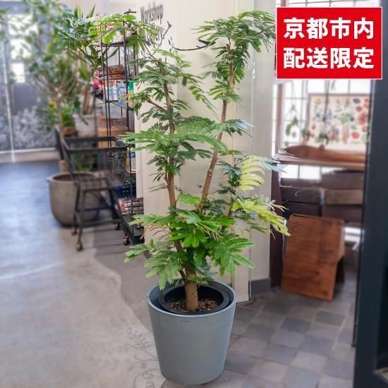 大型観葉植物《9号鉢以上》 - Green＆Flower Gift ちきりやガーデン