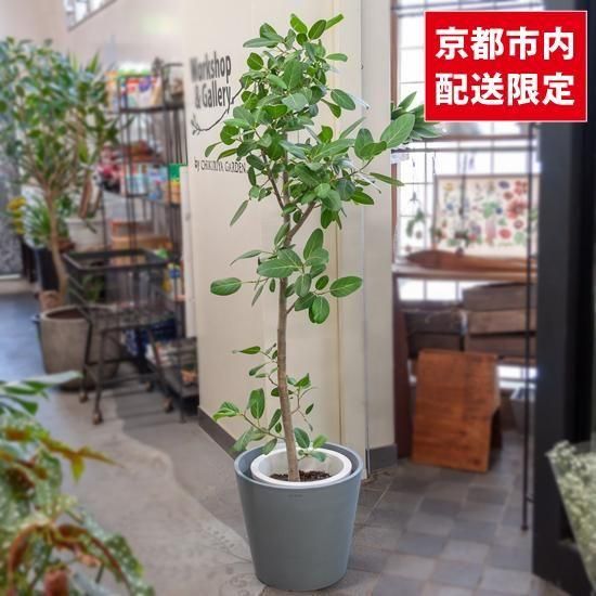 大型観葉植物《9号鉢以上》 - Green＆Flower Gift ちきりや