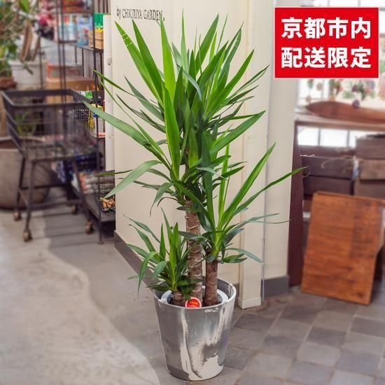 鉢物・観葉植物 ユッカ