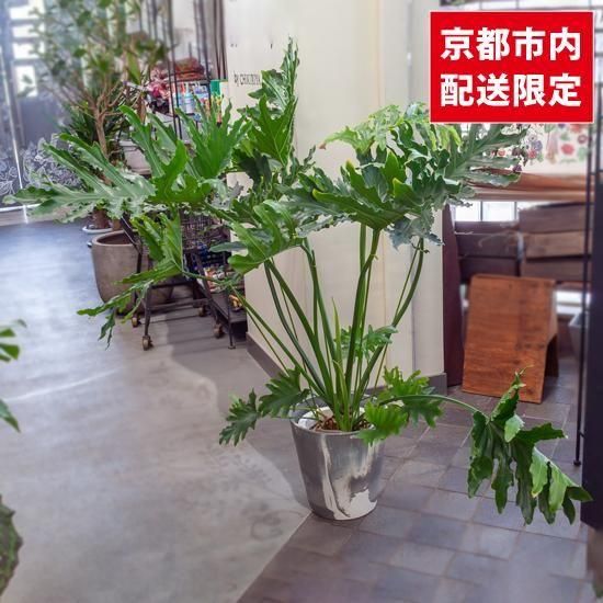 直接引取■フィロデンドロン・セローム/高さ190cm/葉40cm■太い幹上り 直接引取□フィロデンドロン・セローム/高さ190cm/葉40cm□太い