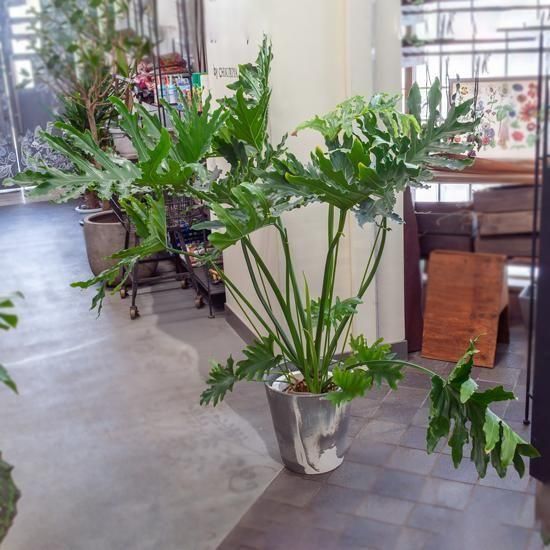 観葉植物 フィロデンドロン・セローム