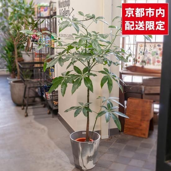 パキラ・パラソル仕立て２｜存在感抜群のインテリアグリーン｜無機質用土 パキラ・パラソル仕立て2｜存在感抜群のインテリアグリーン｜無機質用土