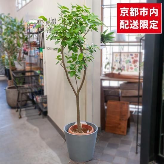フィカス エベレスト 大型観葉植物 約160cm 10号鉢入り 特大 現品お